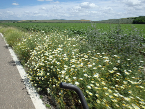 Cycling through Daisies and Sun Flower Plants.